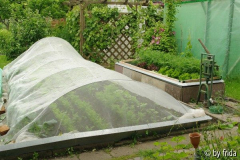 moehrennetz_hochbeet_10_06_09.jpg