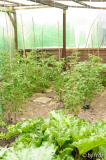 tomatenhaus_10_06_09.jpg