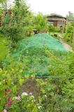erdbeerbeet_10_06_09.jpg