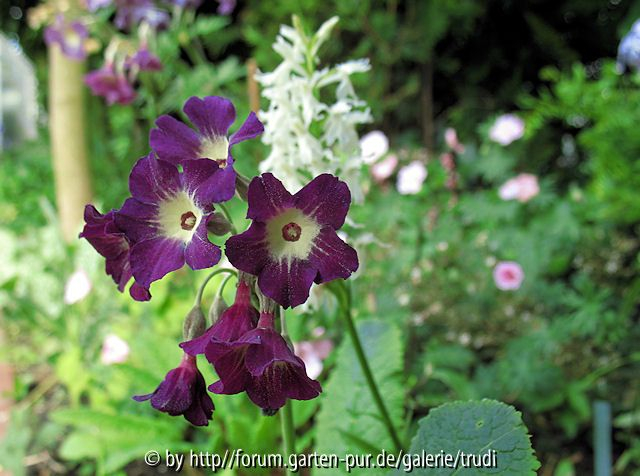 Primula_alpicola