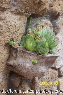 Sempervivum in Sovana