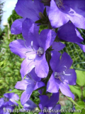 Campanula persicif. var. sesslifolia blau