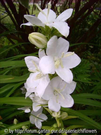 Campanula persicif. var. sesslifolia weiß
