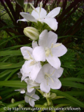 Campanula persicif. var. sesslifolia weiß