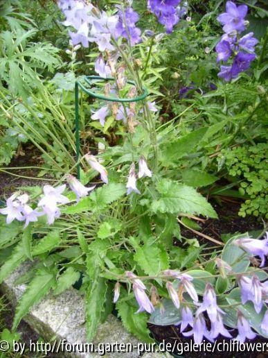 Campanula rigidipila