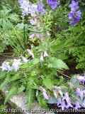 Campanula rigidipila
