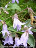 Campanula rigidipila Blüten