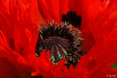 Papaver 1 01-06-2009