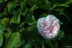 Rosa Souvenir de la Malmaison 1 01-06-2009