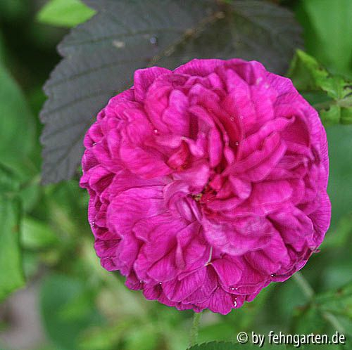 1006roderich
