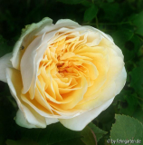 1006english garden
