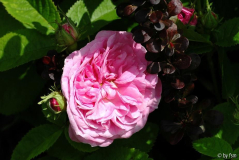 Rosa La Ville de Bruxelles 1 01-06-2009