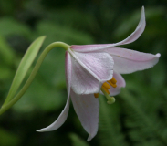 Lilium amoenum