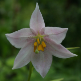 Lilium amoenum