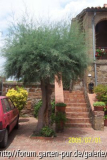 Tamariske