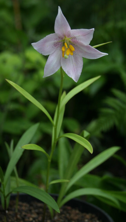 Lilium amoenum