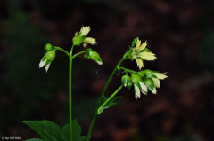 Peltoboykinia watanabei