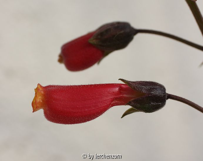Schönranke (Eccremocarpus scaber), Einzelblüte