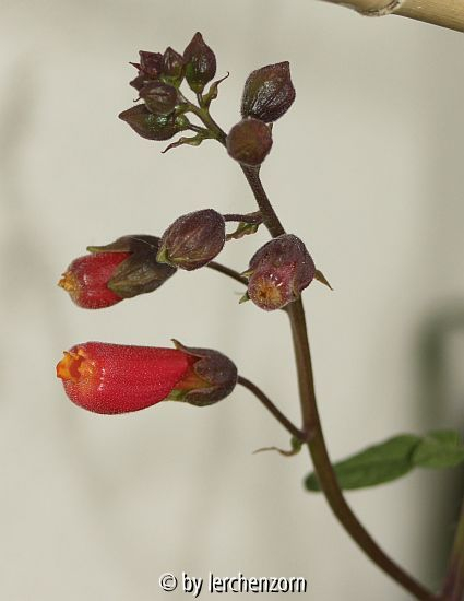 Schönranke (Eccremocarpus scaber), Blütenstand