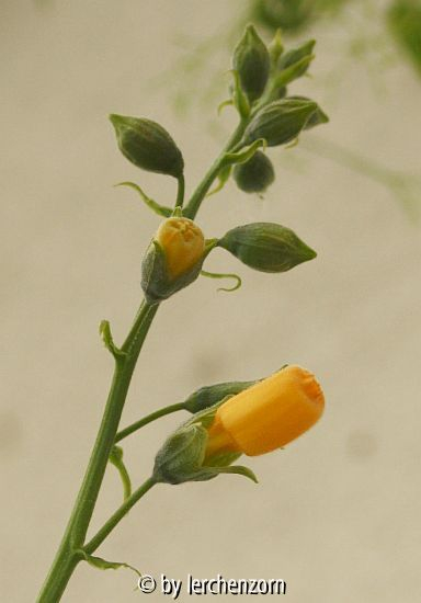 Schönranke (Eccremocarpus scaber), gelbblühend