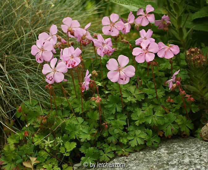 Dalmatischer Storchschnabel (Geranium dalmaticum)