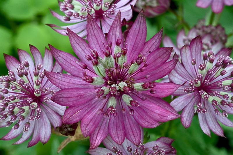 Astrantiapollen