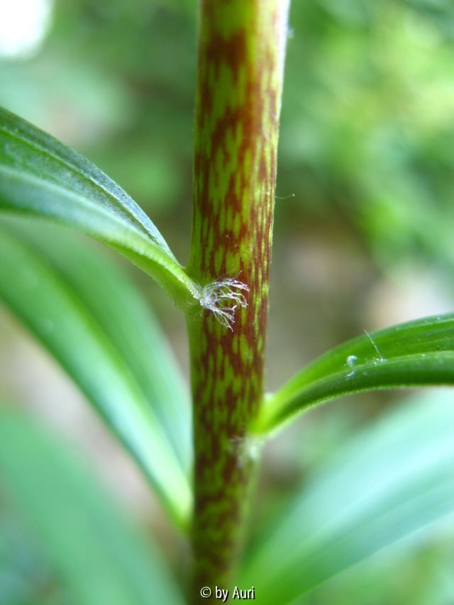 Lilium taliense2