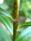 Lilium taliense2