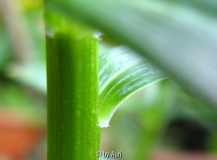Lilium taliense1