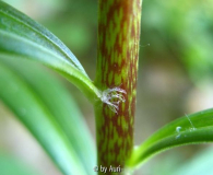 Lilium spec.