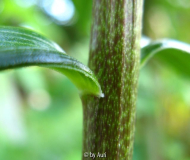lilium taliense2