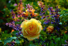 Rosa Sunny Abundance 1 12-06-2009
