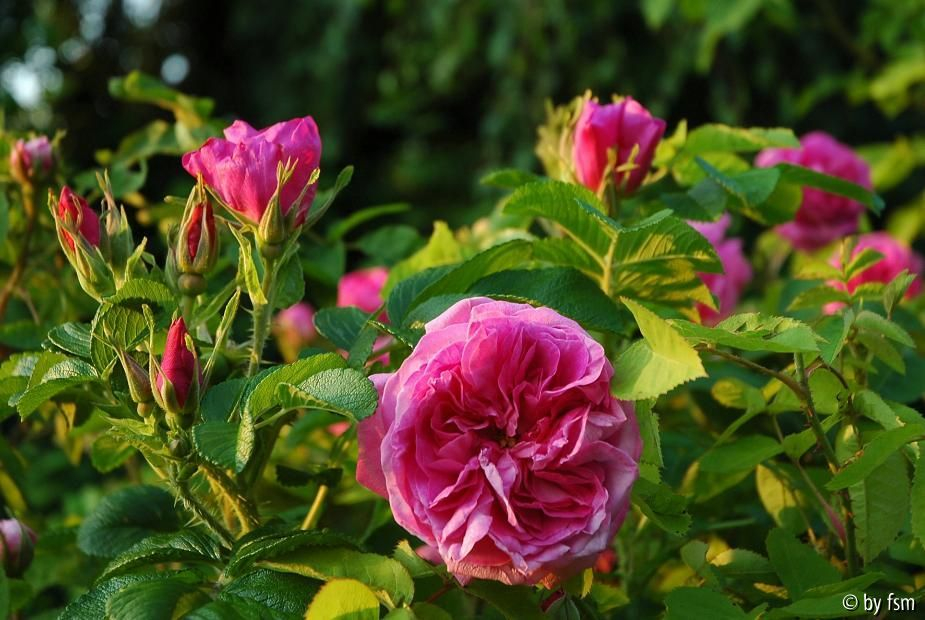 Rosa Canina Yolande d_Aragon 1 12-06-200