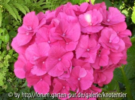 Hortensie rosa
