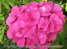 Hortensie rosa