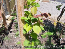 Meine Kiwis