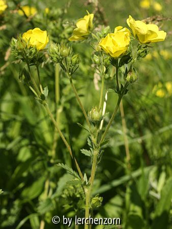 Aufrechtes Fingerkraut (Potentilla recta)