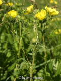 Aufrechtes Fingerkraut (Potentilla recta)
