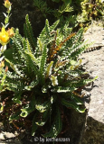 Milzfarn (Asplenium ceterach)