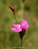 Kartäuser-Nelke (Dianthus carthusianorum)