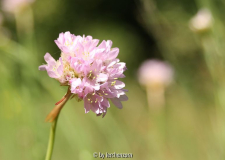 Grasnelke (Armeria maritima elongata)