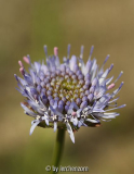 Sandknöpfchen (Jasione montana)