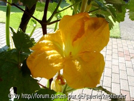 Kürbisblüte