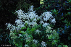 Aruncus.jpg