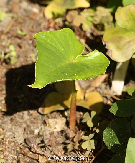 Arisaema candidissimum