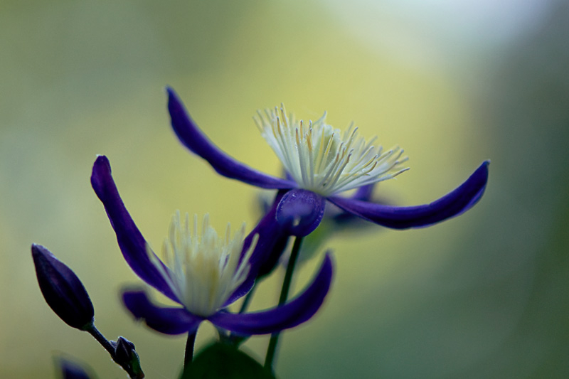 Clematis aromatica