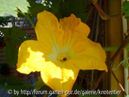 Kürbisblüte