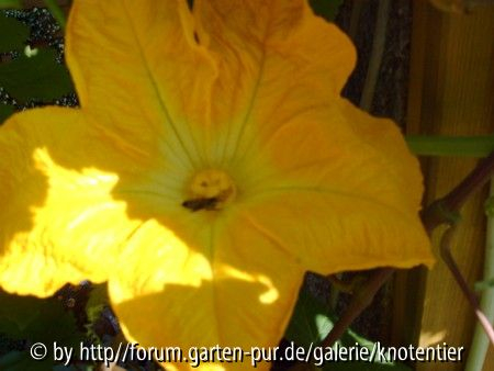 Kürbisblüte