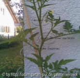 Geiztrieb