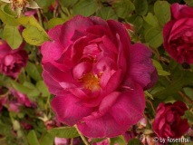 Rosenbestimmung - offene Blüte
